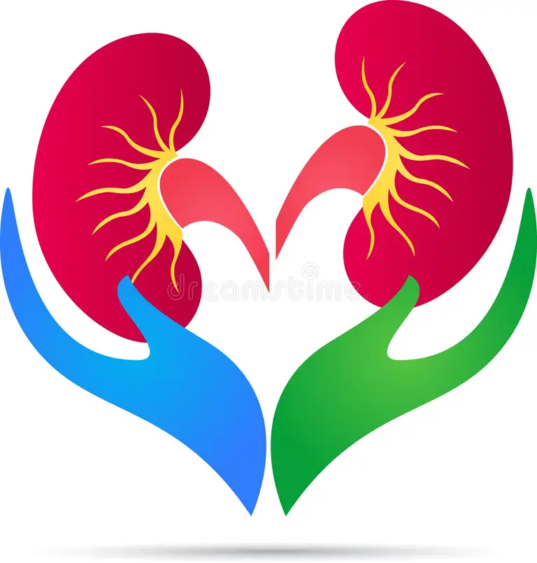 Kidney care illustration with protective hands symbolizing treatment at the best hospital in Indor